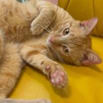 Thumbnail photo of Leo the Lion #1