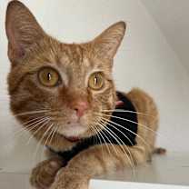 Thumbnail photo of Leo the Lion #3