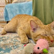 Thumbnail photo of Leo the Lion #4