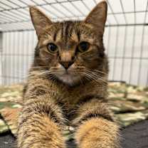 Thumbnail photo of Topaz #2