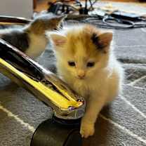 Thumbnail photo of Jordan #1