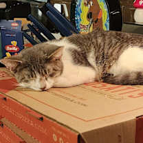 Thumbnail photo of Snowball #2