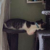 Thumbnail photo of Snowball #3