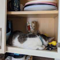 Thumbnail photo of Snowball #4