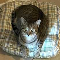 Thumbnail photo of Doogie #1