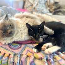 Thumbnail photo of Tom Yum #3