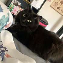 Thumbnail photo of Kalypso #2