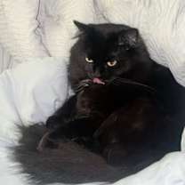 Thumbnail photo of Kalypso #3