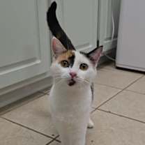 Thumbnail photo of Pepper #1