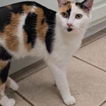 Thumbnail photo of Pepper #2