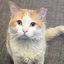 Thumbnail photo of Yuzu #1