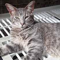 Thumbnail photo of Avalon #4