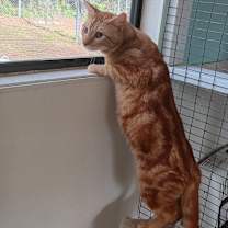 Thumbnail photo of Garfield #2