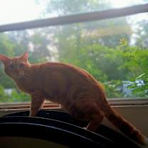 Thumbnail photo of Garfield #3