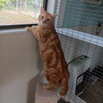 Thumbnail photo of Garfield #4