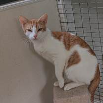 Thumbnail photo of Pharaoh #3