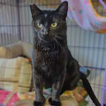 Thumbnail photo of Natalia #4