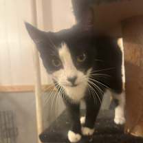 Thumbnail photo of Sassy #2