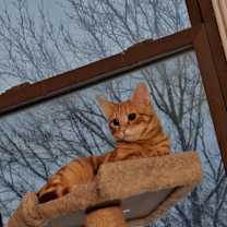 Thumbnail photo of G swirl (Bonded to G Fluff) #1