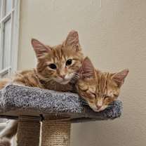 Thumbnail photo of G swirl (Bonded to G Fluff) #2