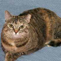 Thumbnail photo of Gypsy #2