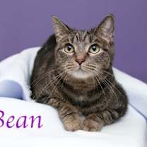 Thumbnail photo of Bean #2