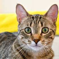 Thumbnail photo of WENDELL #1