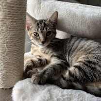 Thumbnail photo of Layla #3