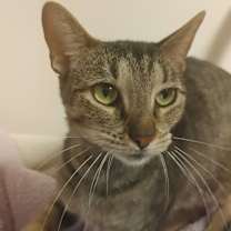 adopt-pet
