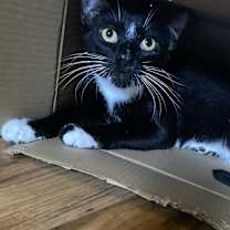 Thumbnail photo of Wasabi #4