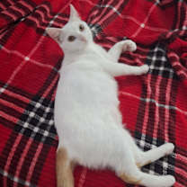 Thumbnail photo of Turkish Van #2