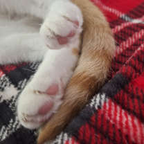 Thumbnail photo of Turkish Van #4
