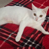 Thumbnail photo of Turkish Van #1