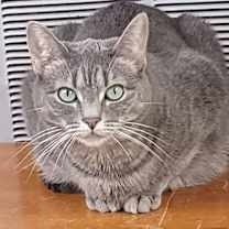 Thumbnail photo of Daisy #4