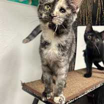 Thumbnail photo of Toffee #3