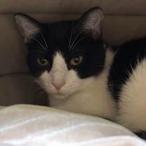 Thumbnail photo of Robin #3