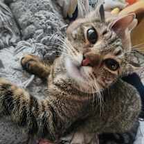 Thumbnail photo of Koko #1