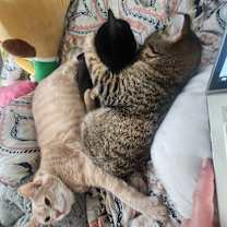 Thumbnail photo of Koko #2