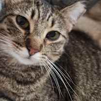 Thumbnail photo of Koko #3