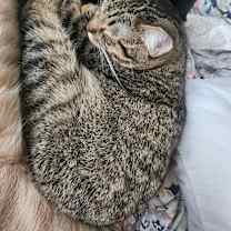 Thumbnail photo of Koko #4