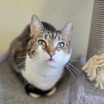 Thumbnail photo of Artemis #1