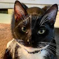 Thumbnail photo of Brandon & Marianne - bonded siblings #3