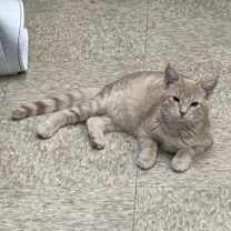 Thumbnail photo of Pickles #1