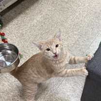 Thumbnail photo of Pickles #2