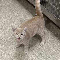 Thumbnail photo of Pickles #3