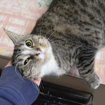 Thumbnail photo of Tac #1