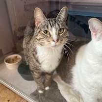 Thumbnail photo of Tac #4