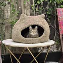 Thumbnail photo of Earhart #2