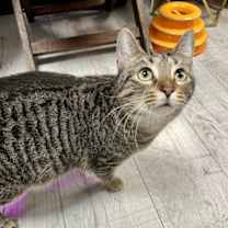 Thumbnail photo of Earhart #3