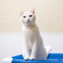 Thumbnail photo of Cleo #2